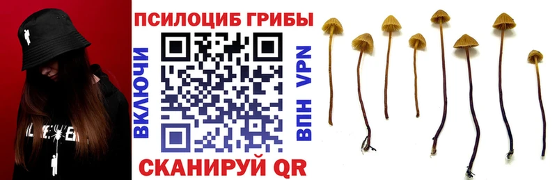 Псилоцибиновые грибы прущие грибы  сколько стоит  ссылка на мегу маркетплейс  Каменка 